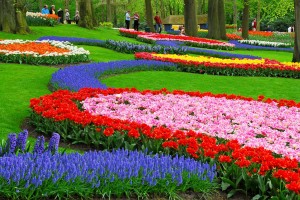 Prachtige-kleuren-op-Keukenhof